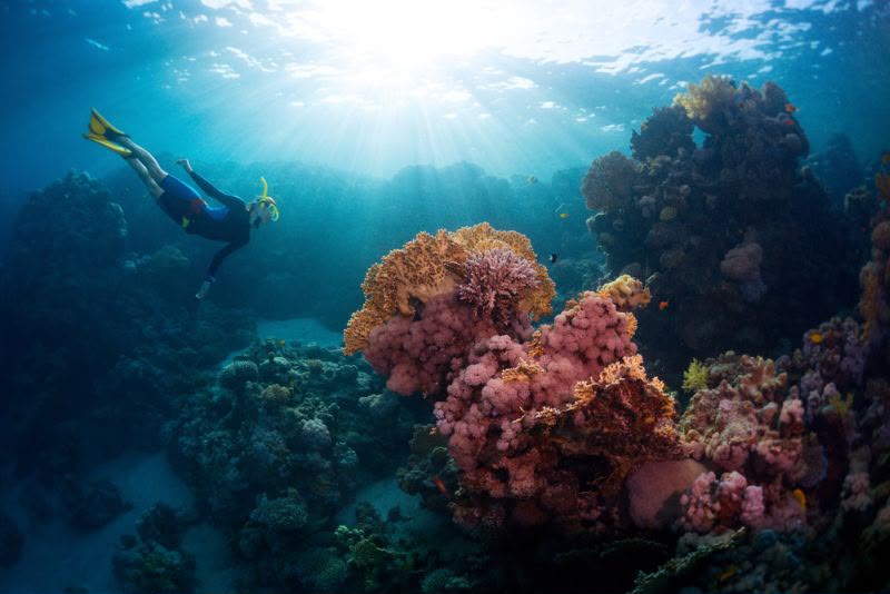 Spot Snorkeling 2